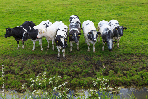 Obraz na płótnie Europe, Netherlands, North Holland. Dutch Cows in field. w salonie