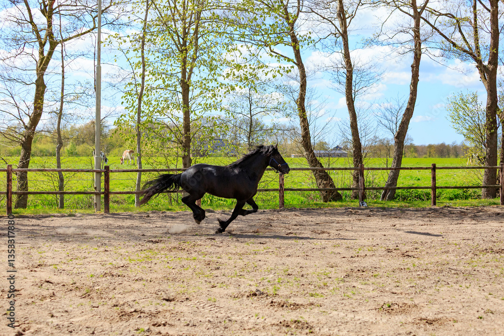 Europe, the Netherlands, Friesland Arabian horses being trained in area.