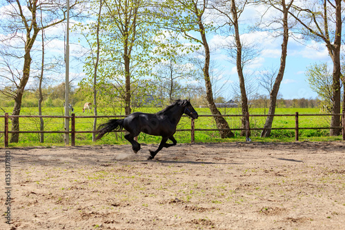 Obraz na płótnie Europe, the Netherlands, Friesland Arabian horses being trained in area. w salonie