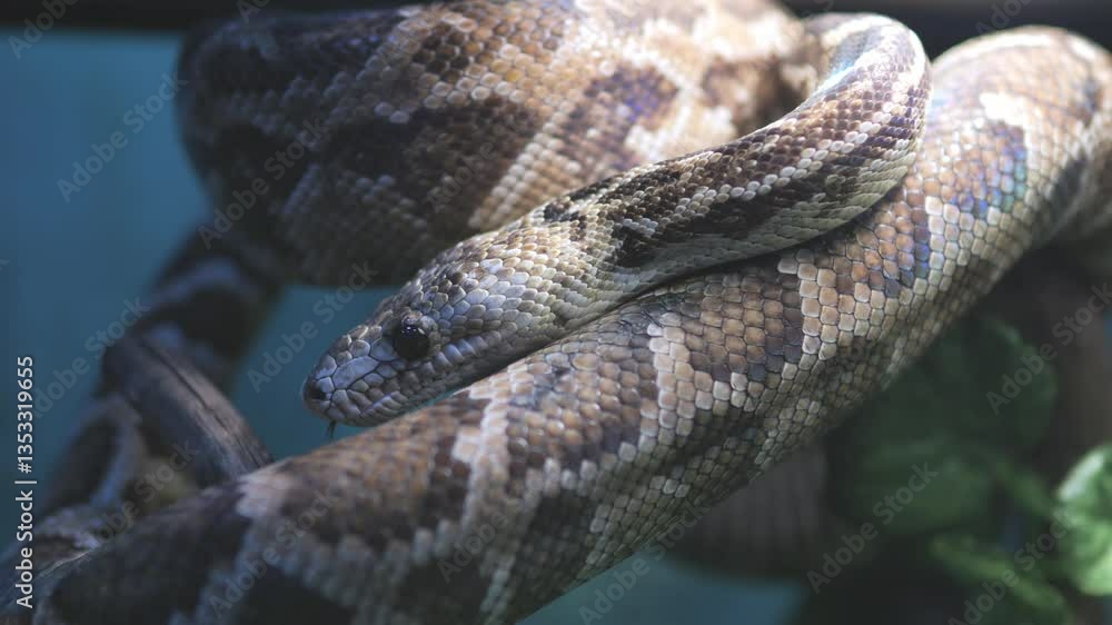 Brown and white snake is curled up on a branch. The snake is small and he is resting Brown and white snake is curled up on a branch. The snake is small and he is resting