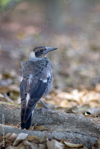 Native bird Magpie fledgling