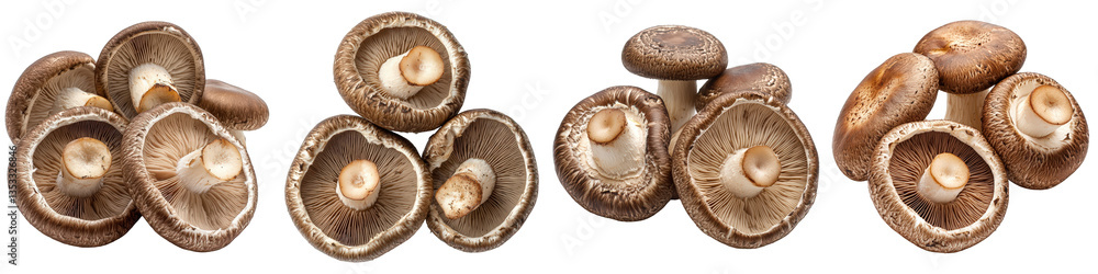 Shiitake mushroom clusters showcasing caps stems and gills in closeup revealing textural diversity Shiitake mushroom clusters showcasing caps stems and gills in closeup revealing textural diversity