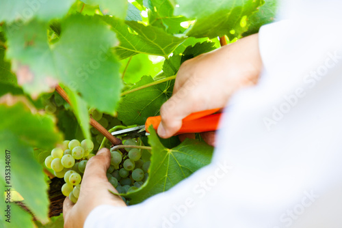 Person harvesting grapes with fruit picking shear grape snip