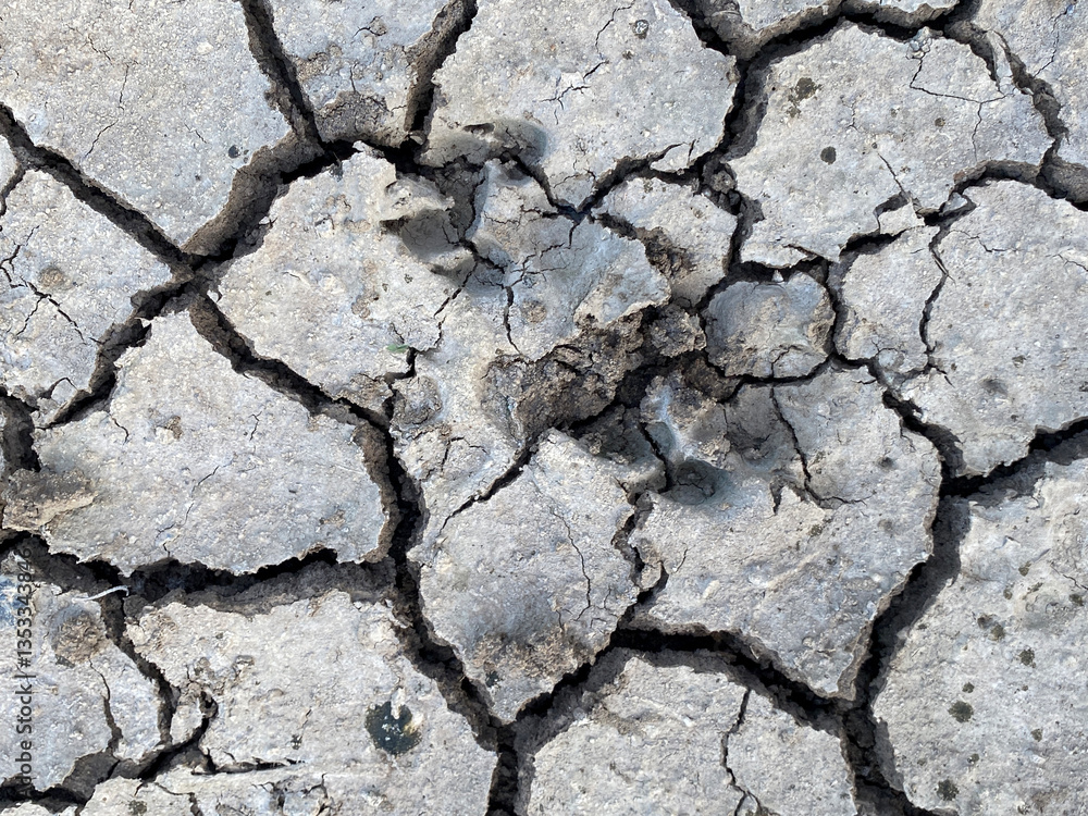 Obraz premium cracked soil texture as background.