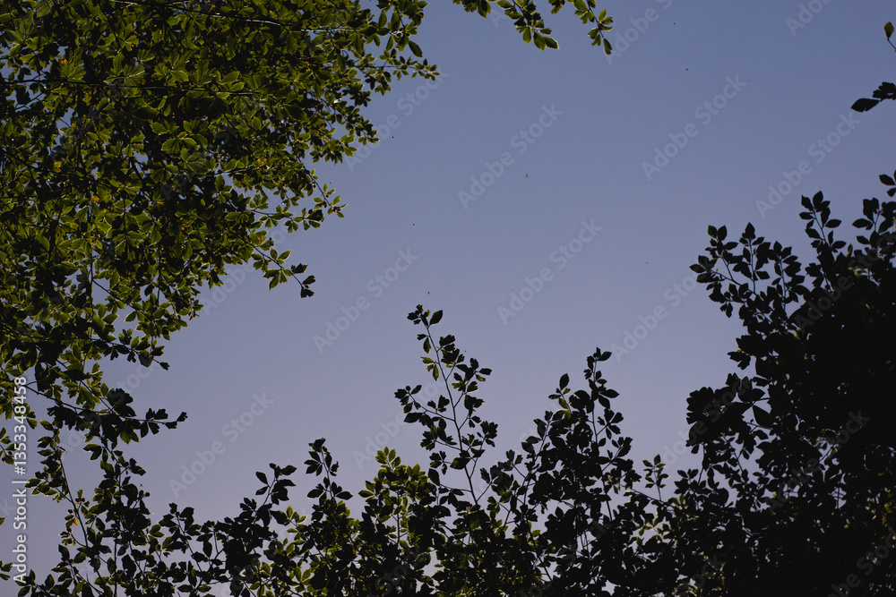 Green leaves against the blue sky with space for your text or image Green leaves against the blue sky with space for your text or image