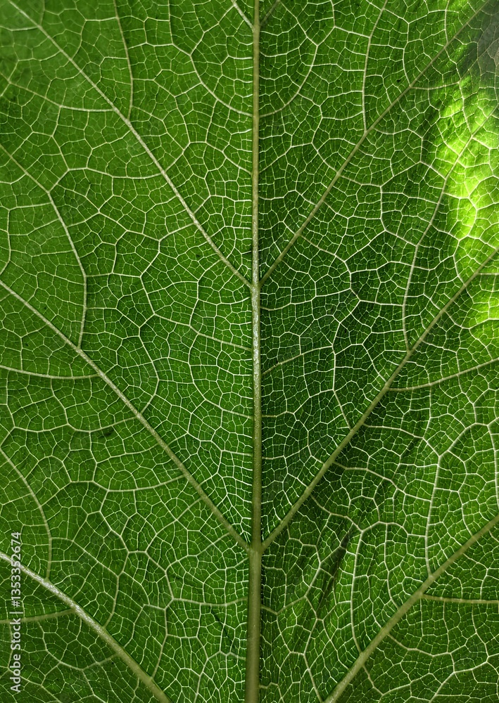 close up of green leaf close up of green leaf
