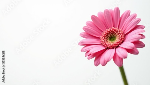 Beautiful pink gerbera daisy with long stem on clean white background, elegance, decoration, blossom