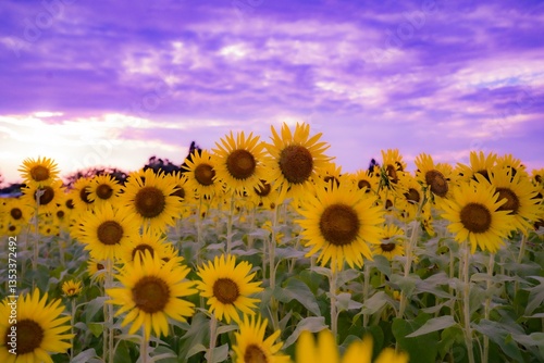 夕暮れのひまわり