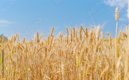 wheat field landscapes