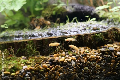 水槽で飼育されているメダカ