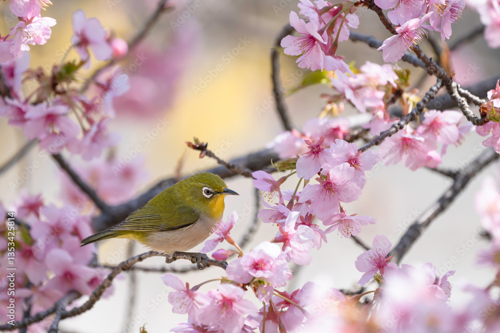 ピンクの河津桜とメジロ ピンクの河津桜とメジロ