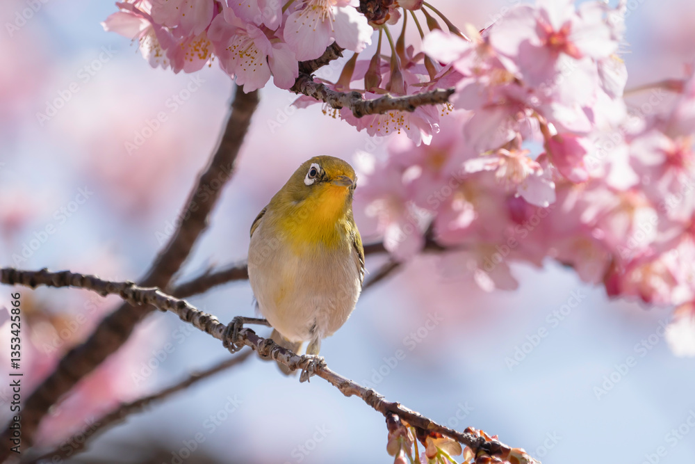 ピンクの河津桜とメジロ ピンクの河津桜とメジロ