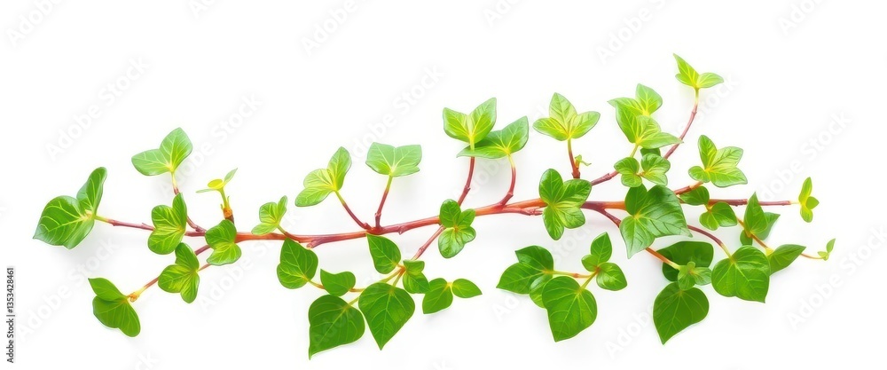 A single ivy plant sprig, isolated on pure white background, vine, wallpaper A single ivy plant sprig, isolated on pure white background, vine, wallpaper