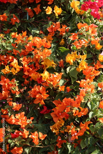 Orange flowers in the garden add color to the garden.