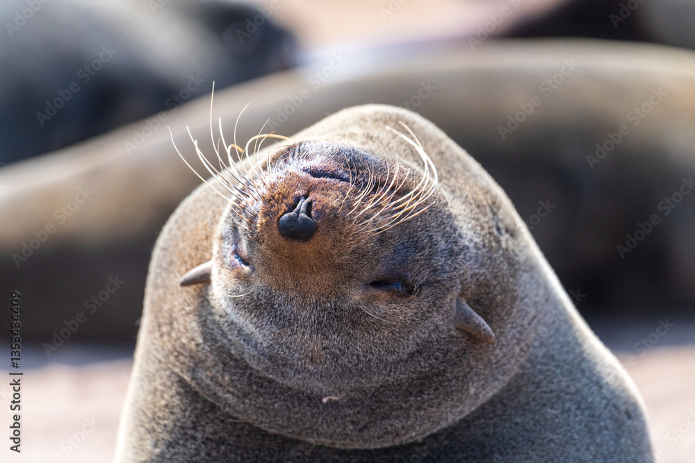 Obraz premium Telephoto portrait of a seal in the Cape Cross seal colony on the Namibian Coast