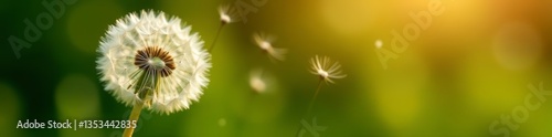 Close-up of dandelion puffball releasing seeds into the air, puffball, macro, close-up