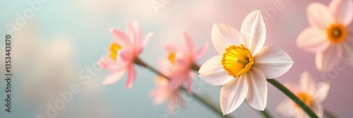 Close-up of delicate narcissus blossoms floating on pastel backdrop, flora, petals