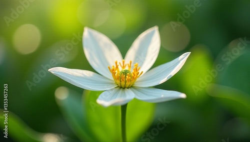 Close-up of blooming white cnidium monnieri flower in natural setting, traditional medicine, health, beauty