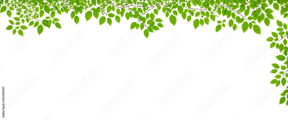 green leaves frame, isolated on white background, branches and foliage green leaves frame, isolated on white background, branches and foliage