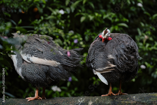 Cuadro en lienzo Helmeted Guineafowl