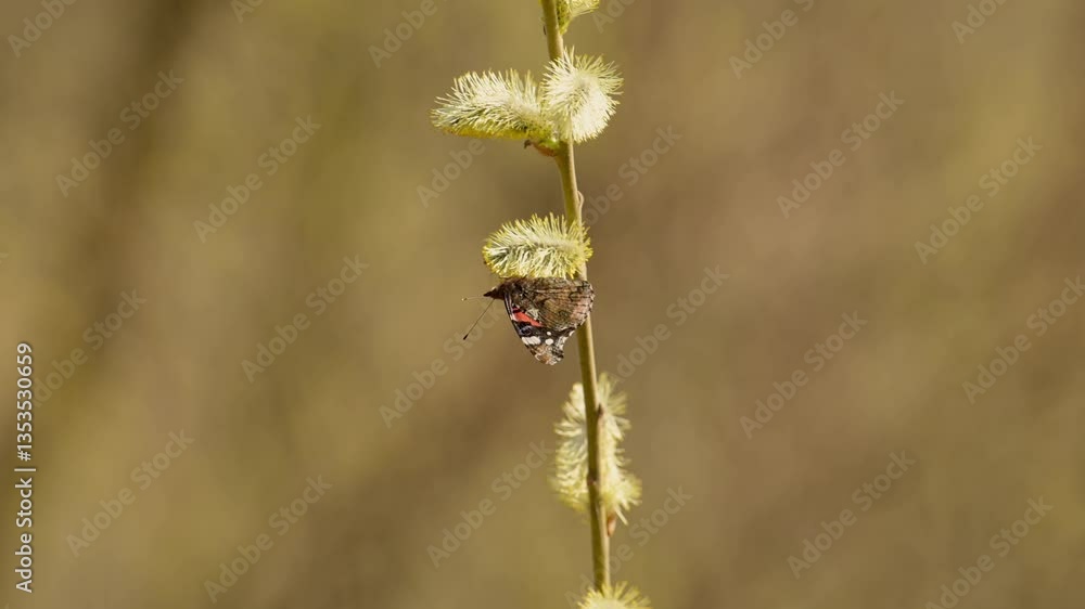 Ein Admiral im Frühling an Weidenkätzchen Ein Admiral im Frühling an Weidenkätzchen