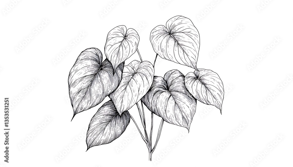 Hand-drawn Heartleaf Plant Illustration. Hand-drawn Heartleaf Plant Illustration.