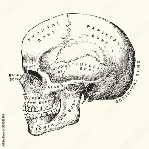 Vintage anatomy vector illustration with detailed hand-drawn style. High-quality and scalable design for various creative uses
