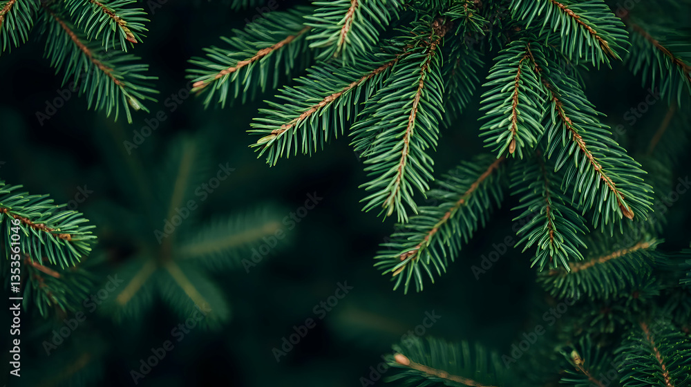 Close-Up Shot of Green Pine Tree Branches Against a Dark Background Close-Up Shot of Green Pine Tree Branches Against a Dark Background