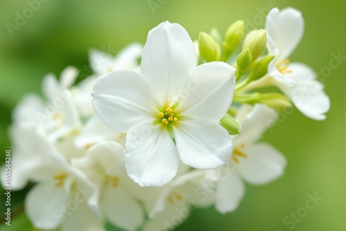 Delicate white flowers in full bloom with soft green blurred background.