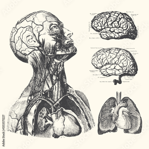 Vintage anatomy vector illustration with detailed hand-drawn style. High-quality and scalable design for various creative uses