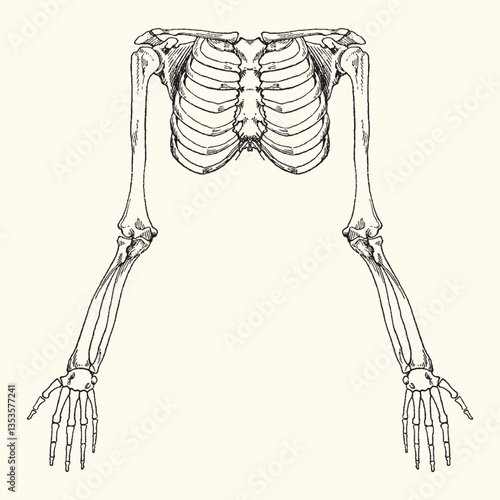 Vintage anatomy vector illustration with detailed hand-drawn style. High-quality and scalable design for various creative uses