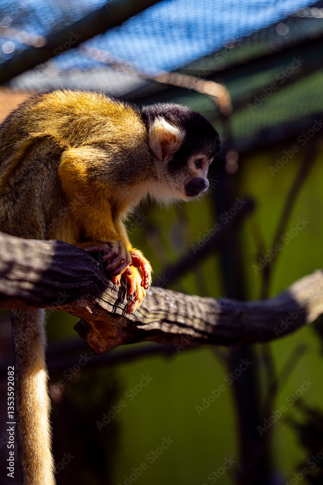 Obraz premium Squirrel Monkey on a Tree Branch