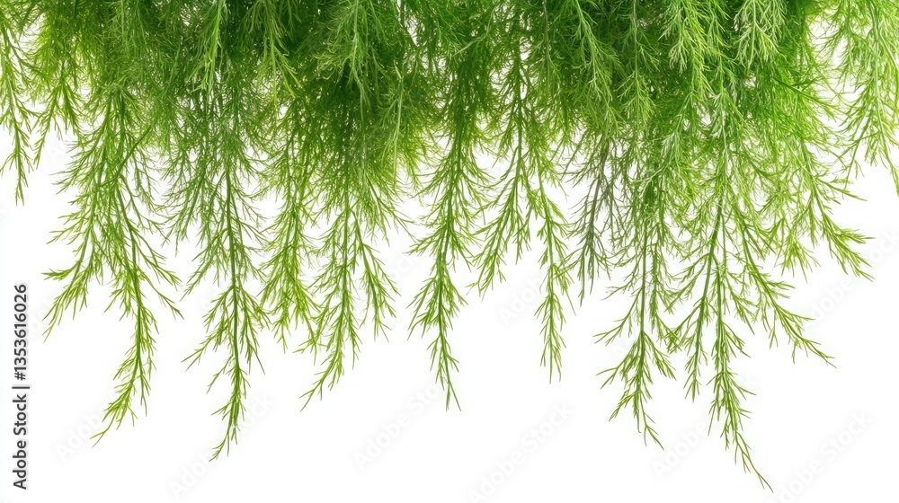 Fototapeta premium Lush green aquatic plant foliage cascading downwards against a white background, ideal for nature-themed designs