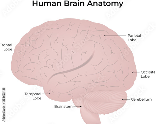 Human Brain Anatomy Diagram