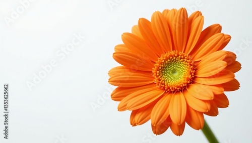 Vibrant orange gerbera flower with yellow center on white backdrop, petals, nature, bloom