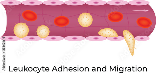 Leukocyte Adhesion and Migration Vector Illustration
