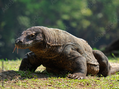The Komodo dragon (Varanus komodoensis), also known as the Komodo monitor, is a large reptile of the monitor lizard family Varanidae that is endemic to the Indonesian islands of Komodo.