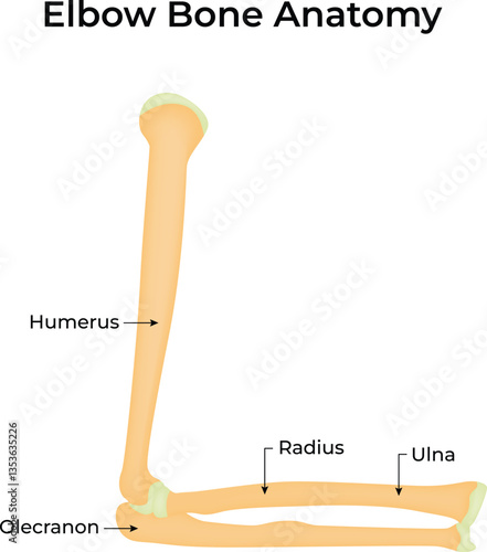 Elbow Bone Anatomy Vector Illustration