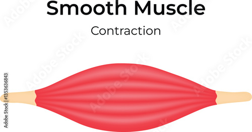 Smooth Muscle Contraction Vector Illustration