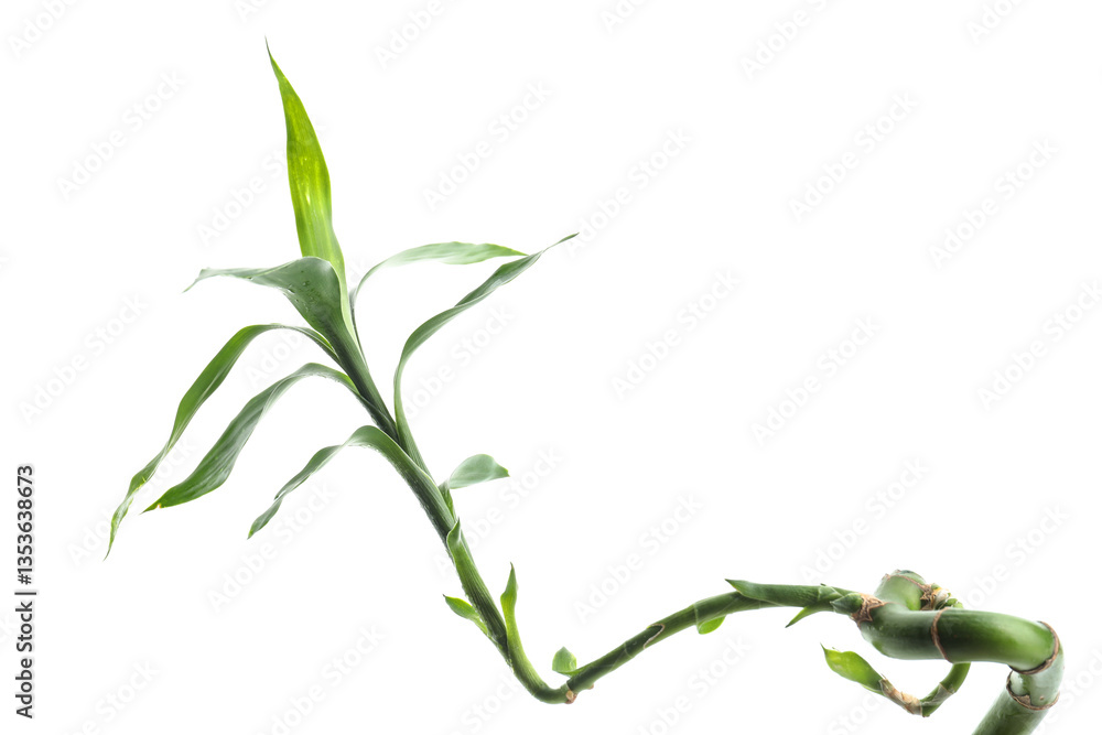 Fototapeta premium Green bamboo stem with leaves isolated on white