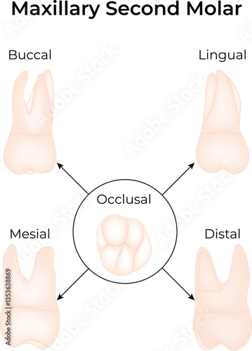 Maxillary Second Molar Anatomy