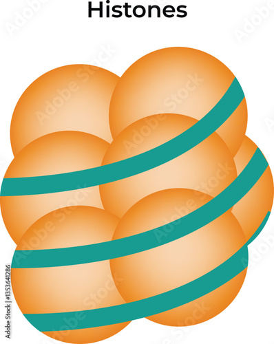 Histones Vector Illustration