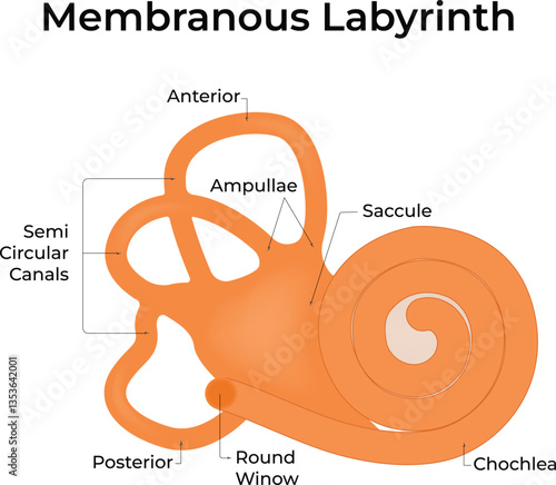 Diagram of the Membranous Labyrinth showing the cochlea semicircular  Vector Illustration.
