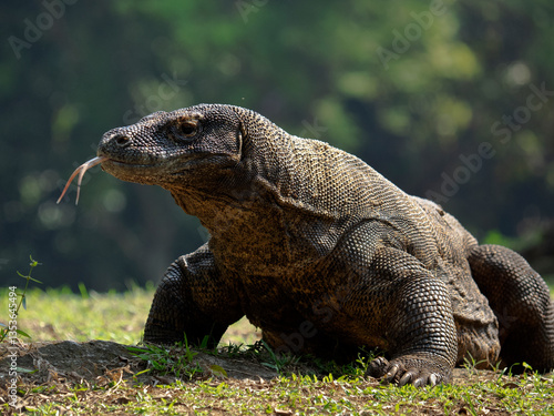 The Komodo dragon (Varanus komodoensis), also known as the Komodo monitor, is a large reptile of the monitor lizard family Varanidae that is endemic to the Indonesian islands of Komodo.