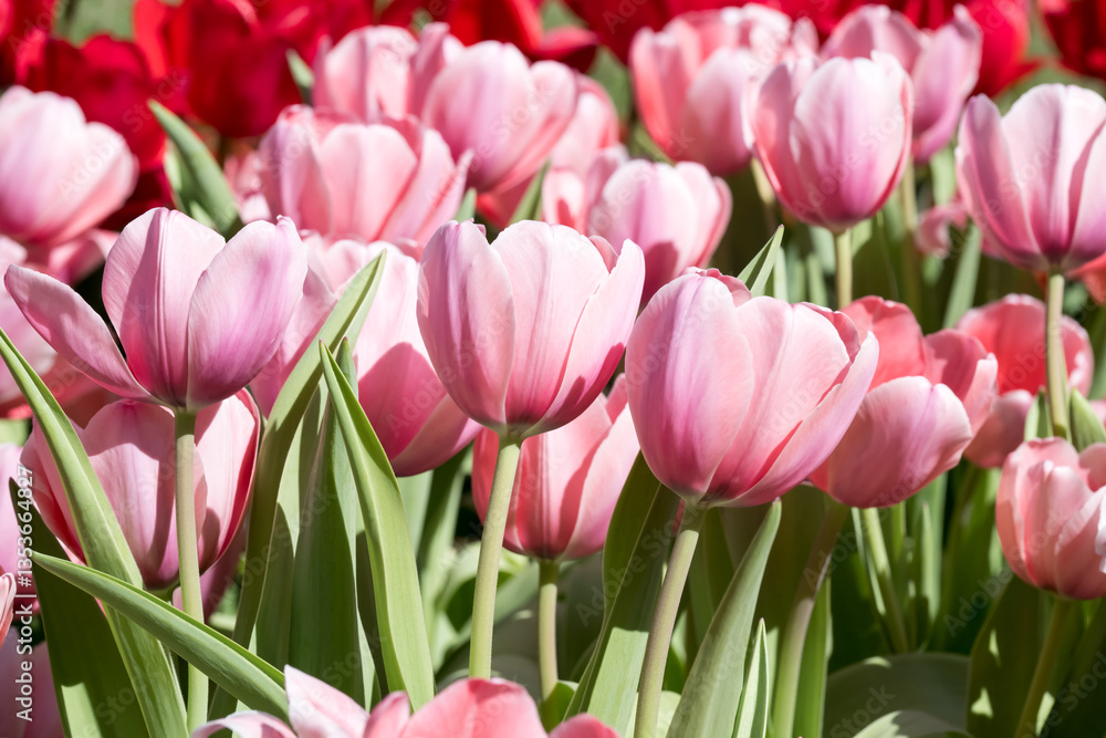 Fototapeta premium Beautiful blooming tulips in the park.