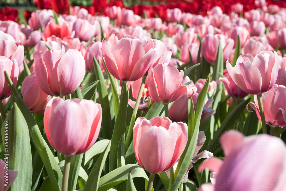 Fototapeta premium Beautiful blooming tulips in the park.