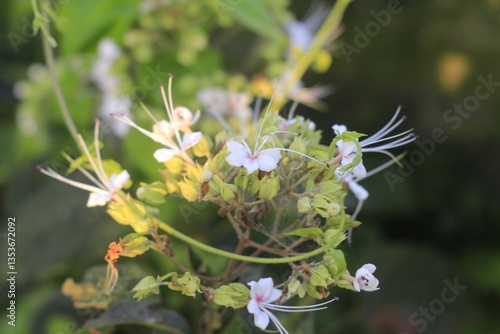 forget me not flowers