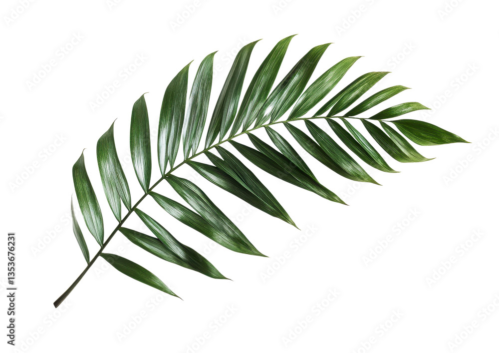 Vibrant Green Palm Leaf with Elegant Curvature. Isolated on a Transparent Background Vibrant Green Palm Leaf with Elegant Curvature. Isolated on a Transparent Background