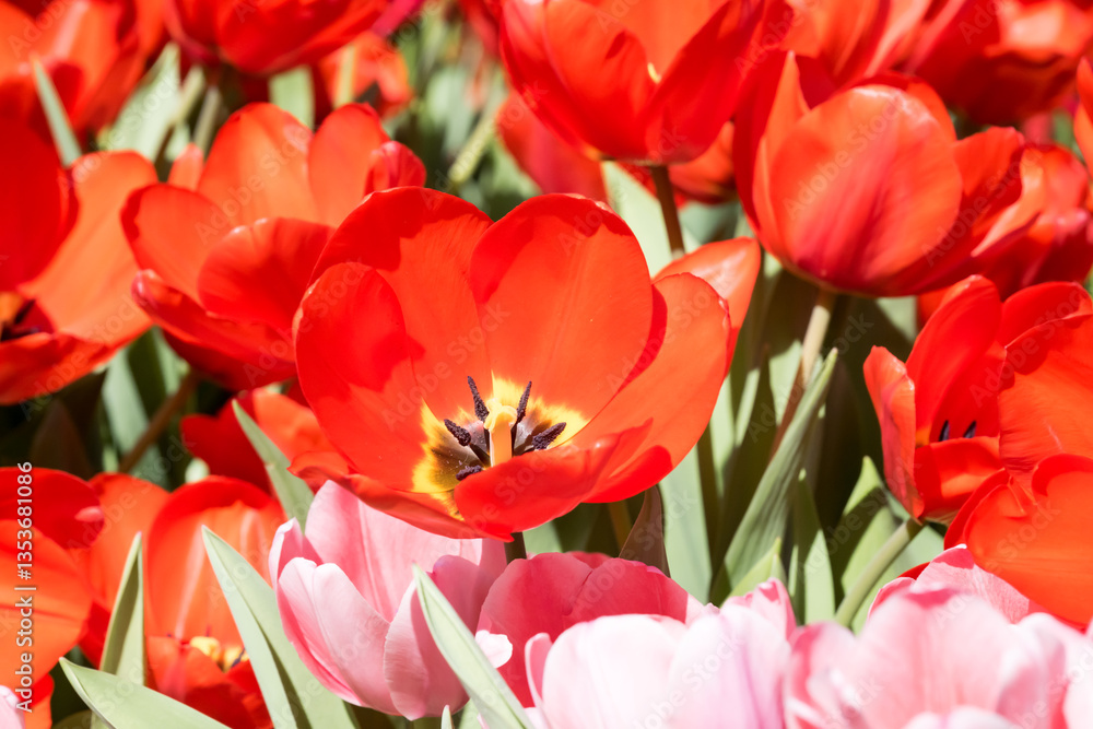 Obraz premium Beautiful blooming tulips in the park.