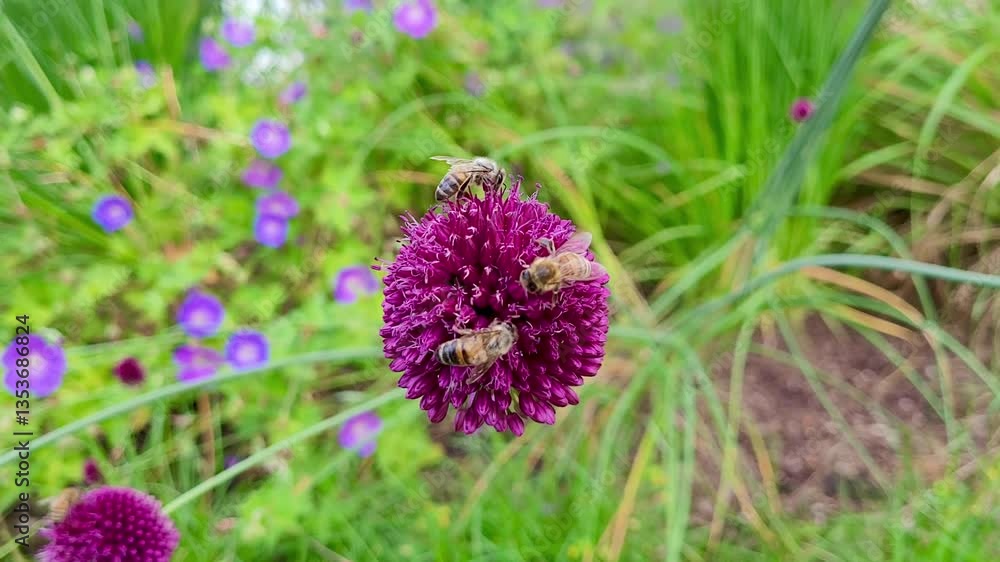 Three bees collecting nectar on a blooming round-headed leek. Three bees collecting nectar on a blooming round-headed leek.